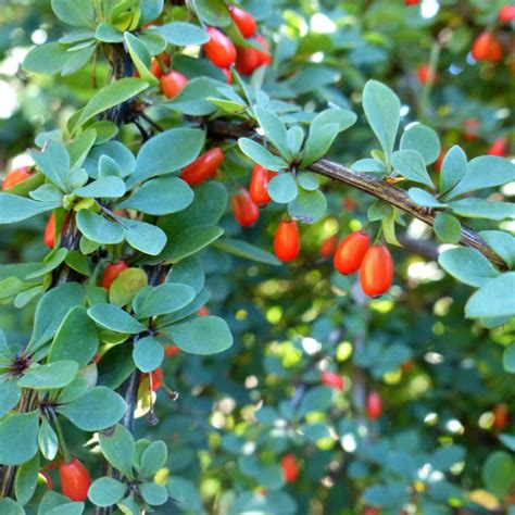 burberry fruta|how much berberine in barberries.